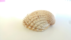 Acanthocardia echinata