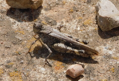Acrotylus insubricus