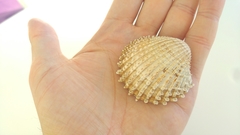 Acanthocardia echinata