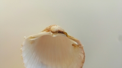 Acanthocardia echinata