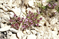 Thymus moldavicus