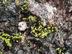 Conostomum tetragonum