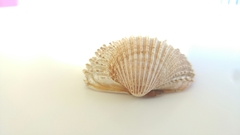 Acanthocardia echinata