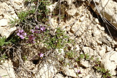 Thymus moldavicus