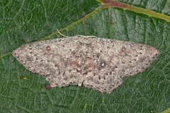 Cyclophora pendularia