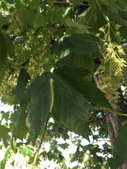 Acer pseudoplatanus