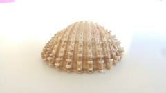 Acanthocardia echinata