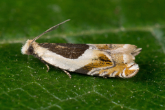 Ancylis badiana