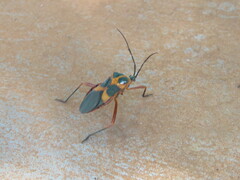 Laminiceps sumptuosus