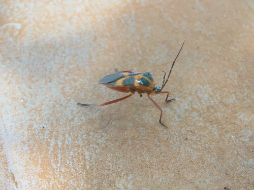 Laminiceps sumptuosus