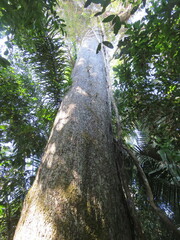 Bertholletia excelsa