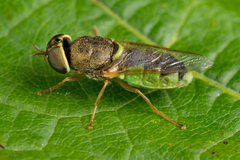 Odontomyia angulata