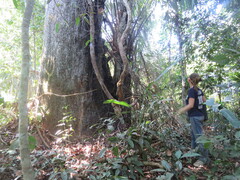 Bertholletia excelsa