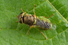 Odontomyia angulata