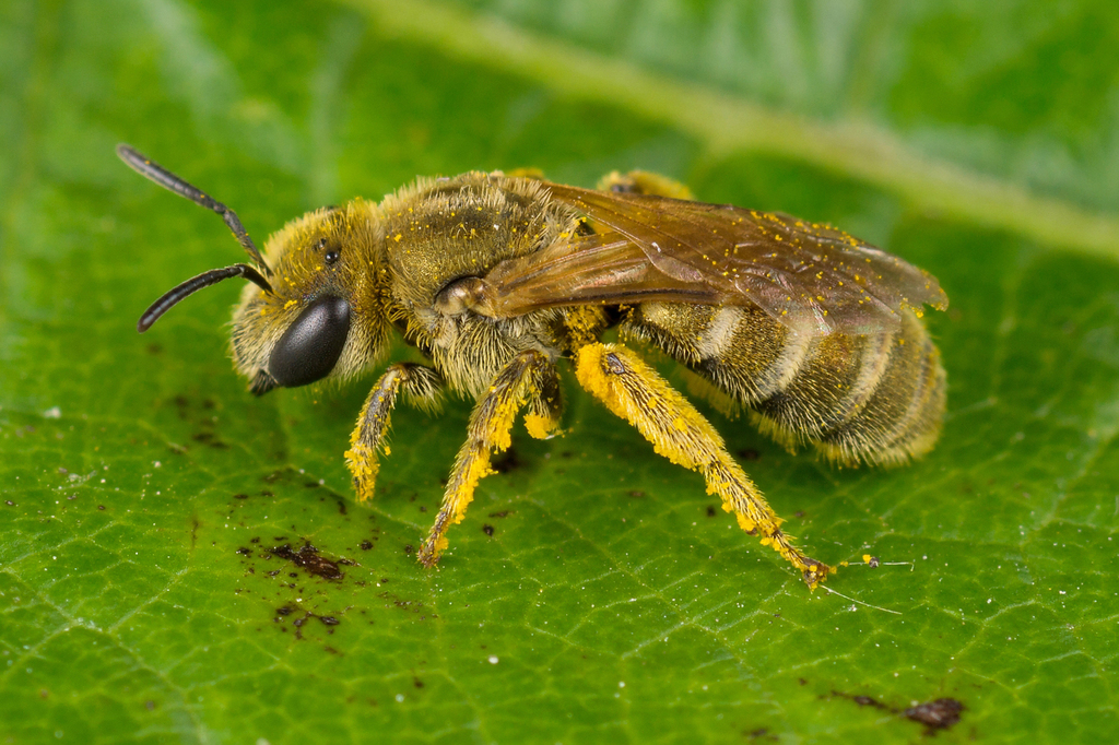 Golden Furrow Bee