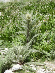 Cirsium eatonii clokeyi