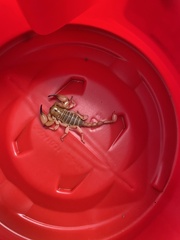 Anuroctonus phaiodactylus