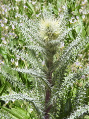 Cirsium eatonii clokeyi