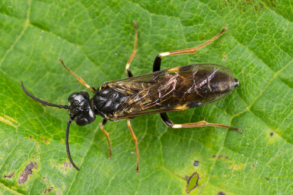 Allantus