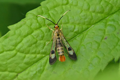 Synanthedon acerrubri