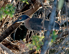 Gorsachius leuconotus