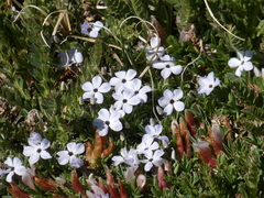 Phlox condensata