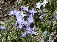 Phlox condensata