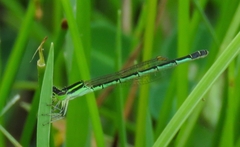 Agriocnemis keralensis