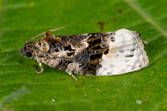 Apotomis betuletana
