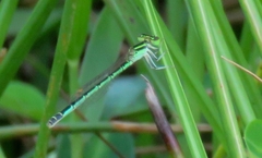 Agriocnemis keralensis