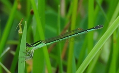 Agriocnemis keralensis