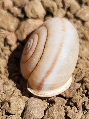 Micrarionta rufocincta