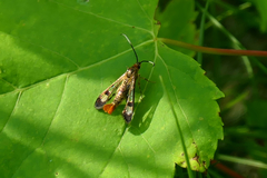 Synanthedon acerrubri