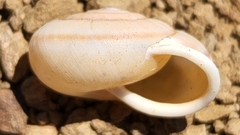 Micrarionta rufocincta