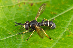 Conops flavipes