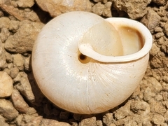 Micrarionta rufocincta