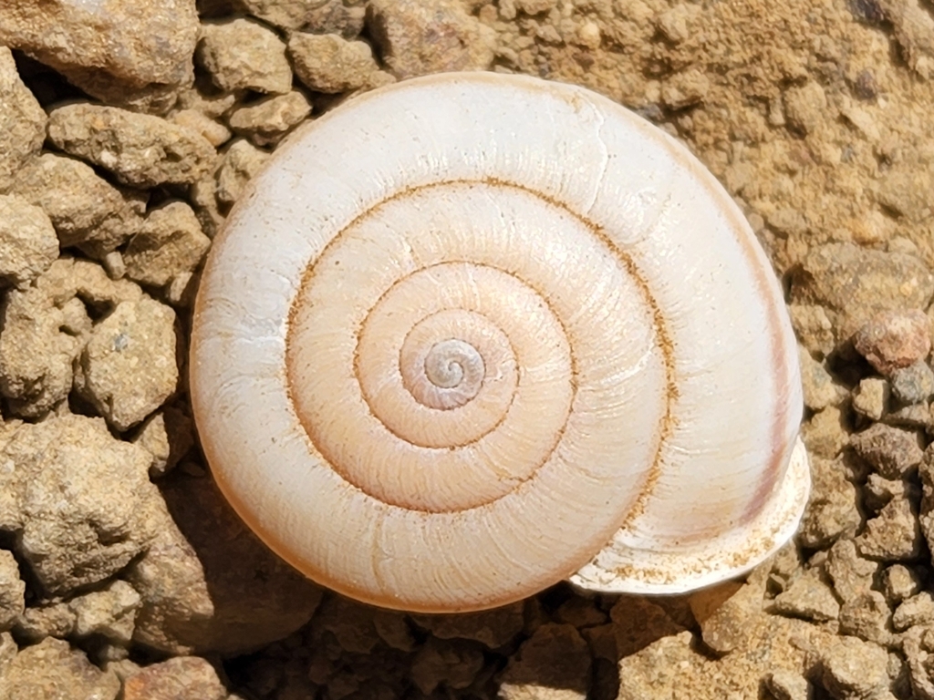 Santa Catalina islandsnail