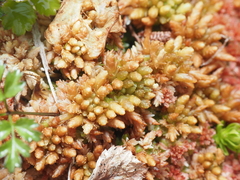 Sphagnum austinii