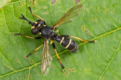Conops flavipes