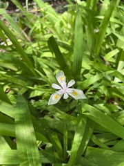 Iris tenuis