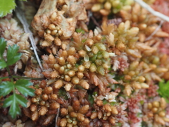 Sphagnum austinii