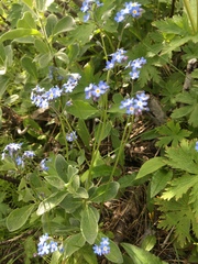 Myosotis decumbens