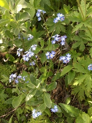 Myosotis decumbens