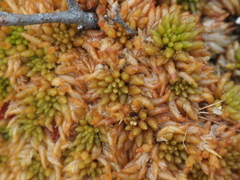 Sphagnum austinii