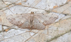 Idaea efflorata