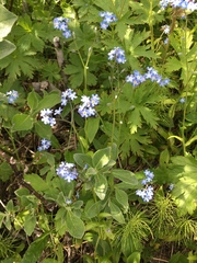 Myosotis decumbens