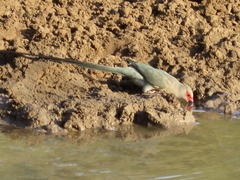 Urocolius indicus transvaalensis