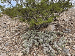 Grusonia clavata