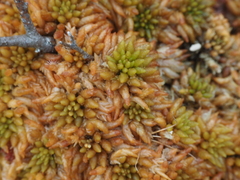 Sphagnum austinii