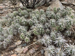 Grusonia clavata